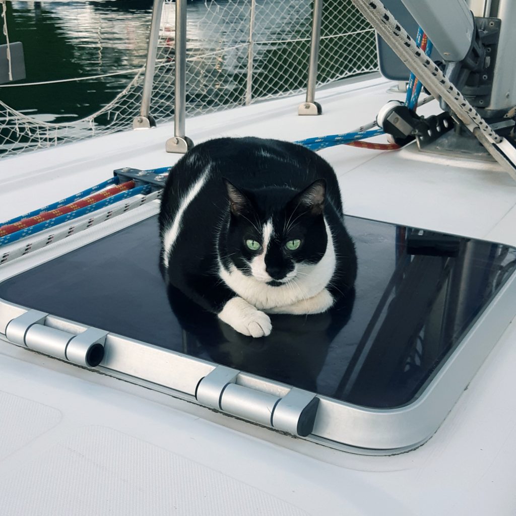 cat on a boat