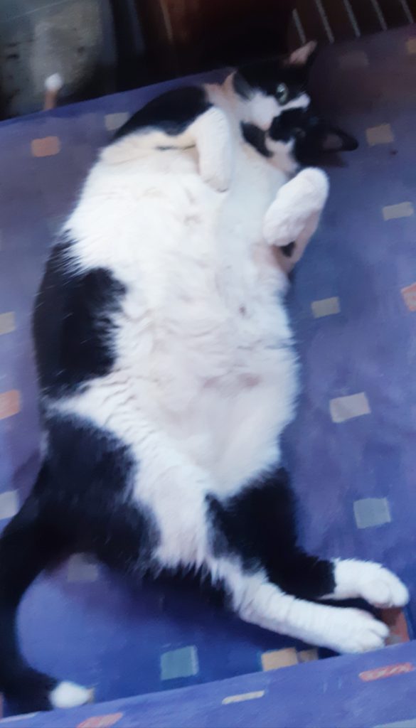 chonky cat