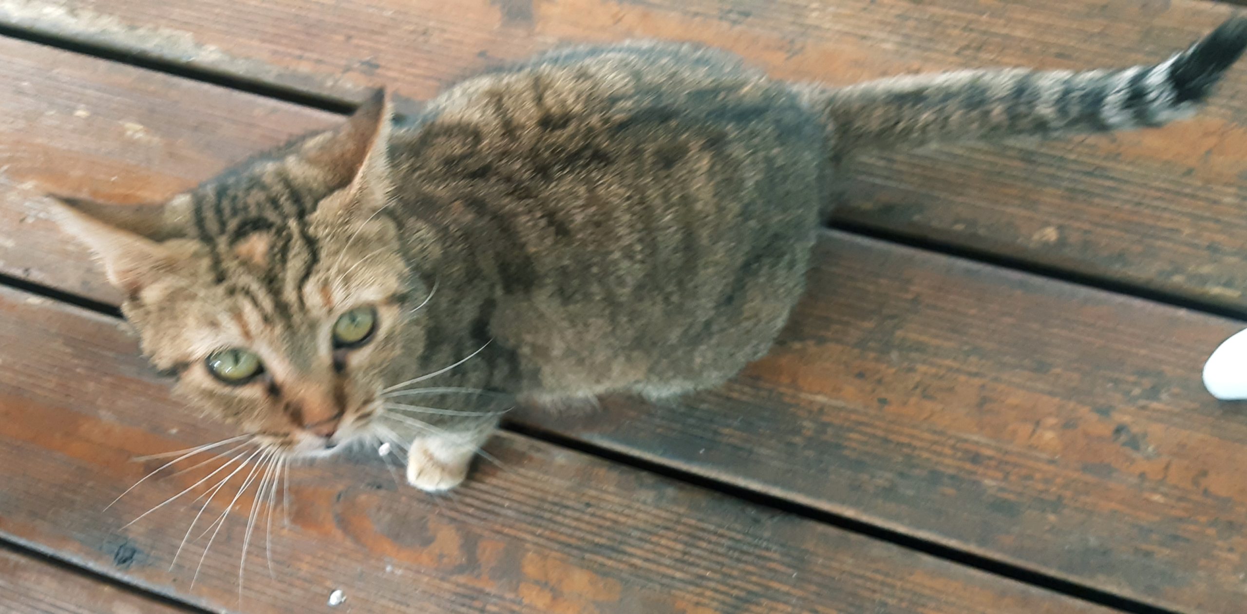 cat in a cafe