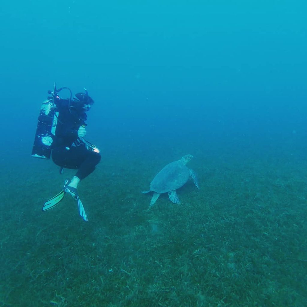 turtle Anse Noire Martinique musts