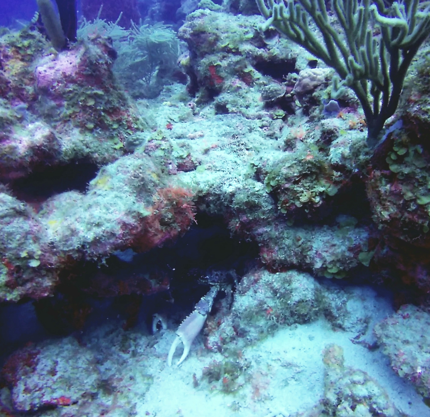 Guadeloupe diving photo