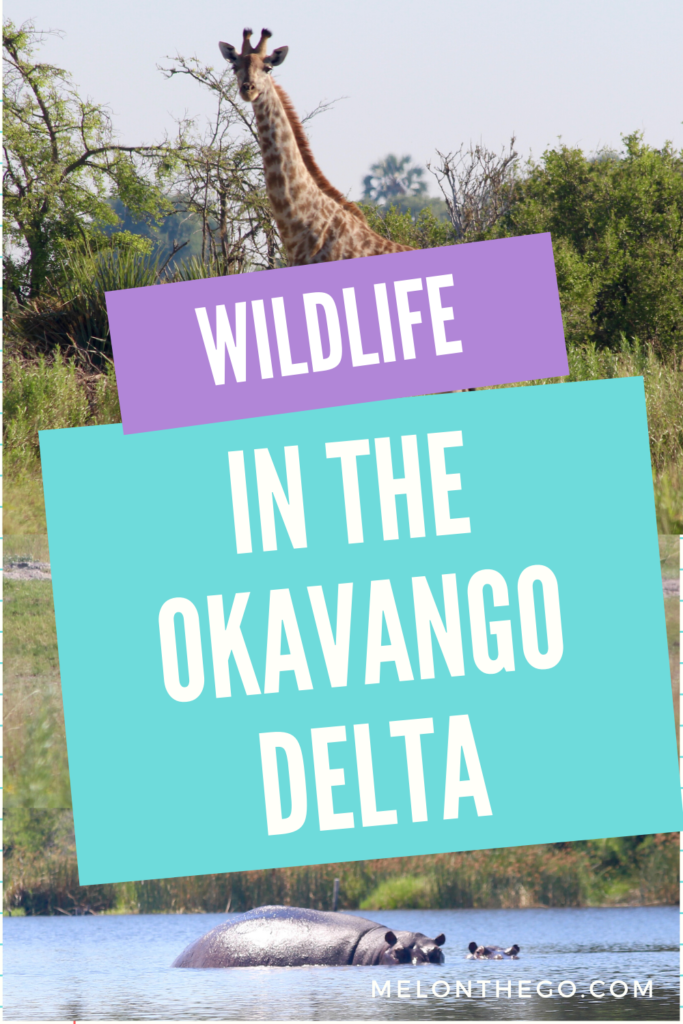 wildlife in the okavango pin