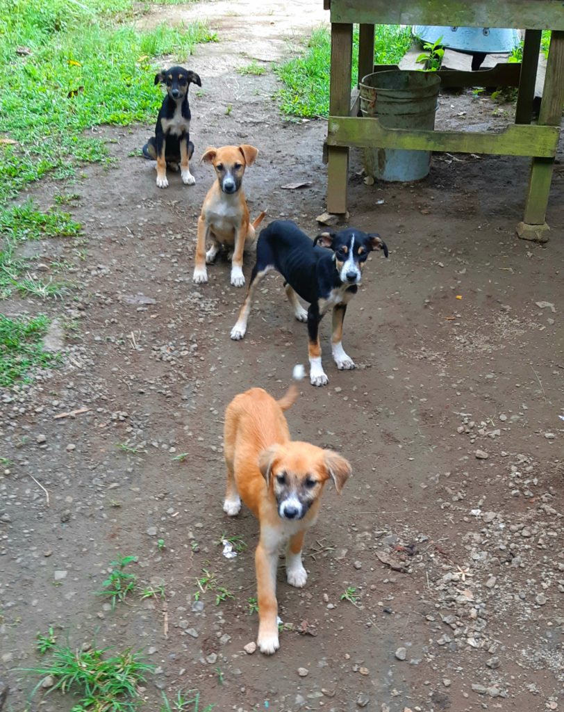 Dominica puppies animals of the Caribbean photos