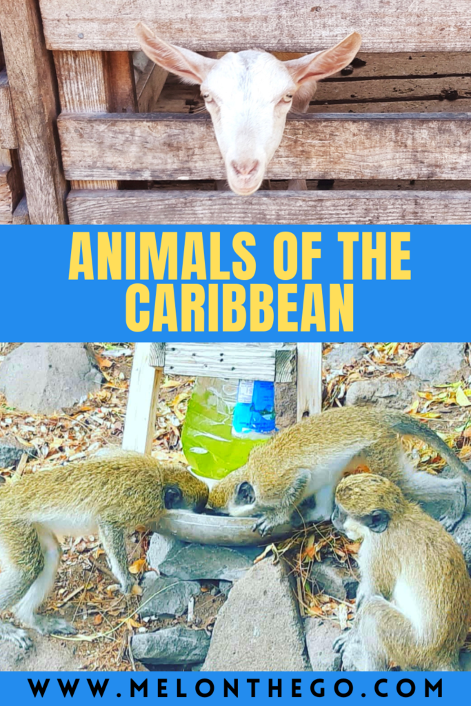 Pin Animals of the Caribbean goat and monkeys