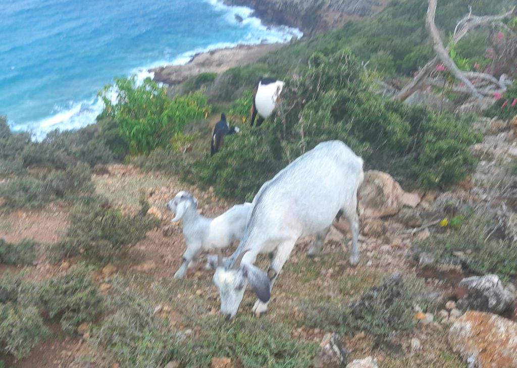 Goats Antigua