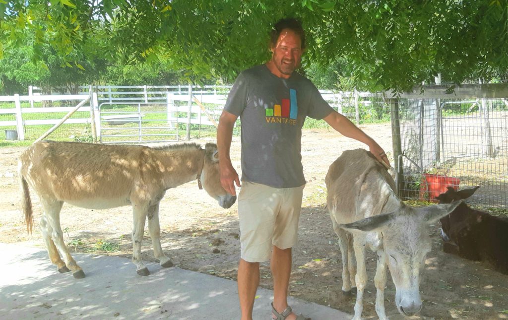 Donkeys of the Caribbean in photos