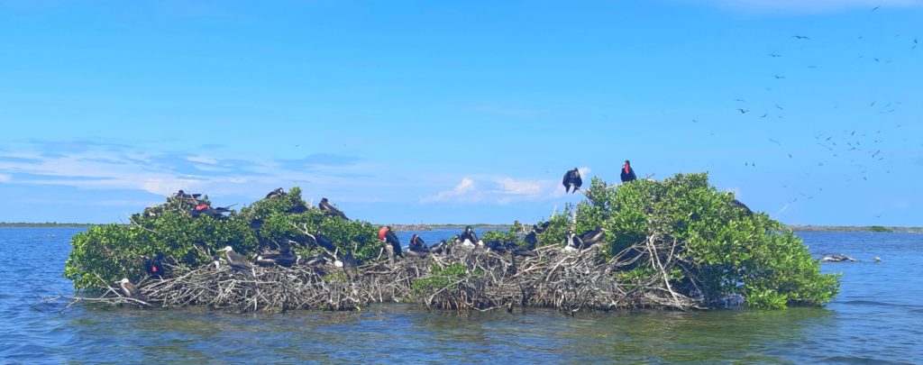 Barbuda frigate bird sanctuary