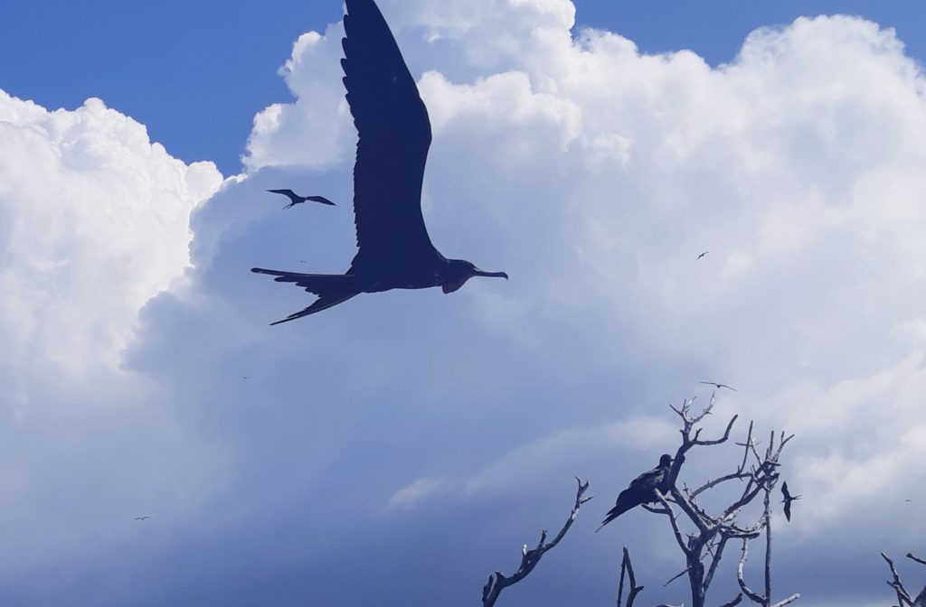 frigate bird Barbuda