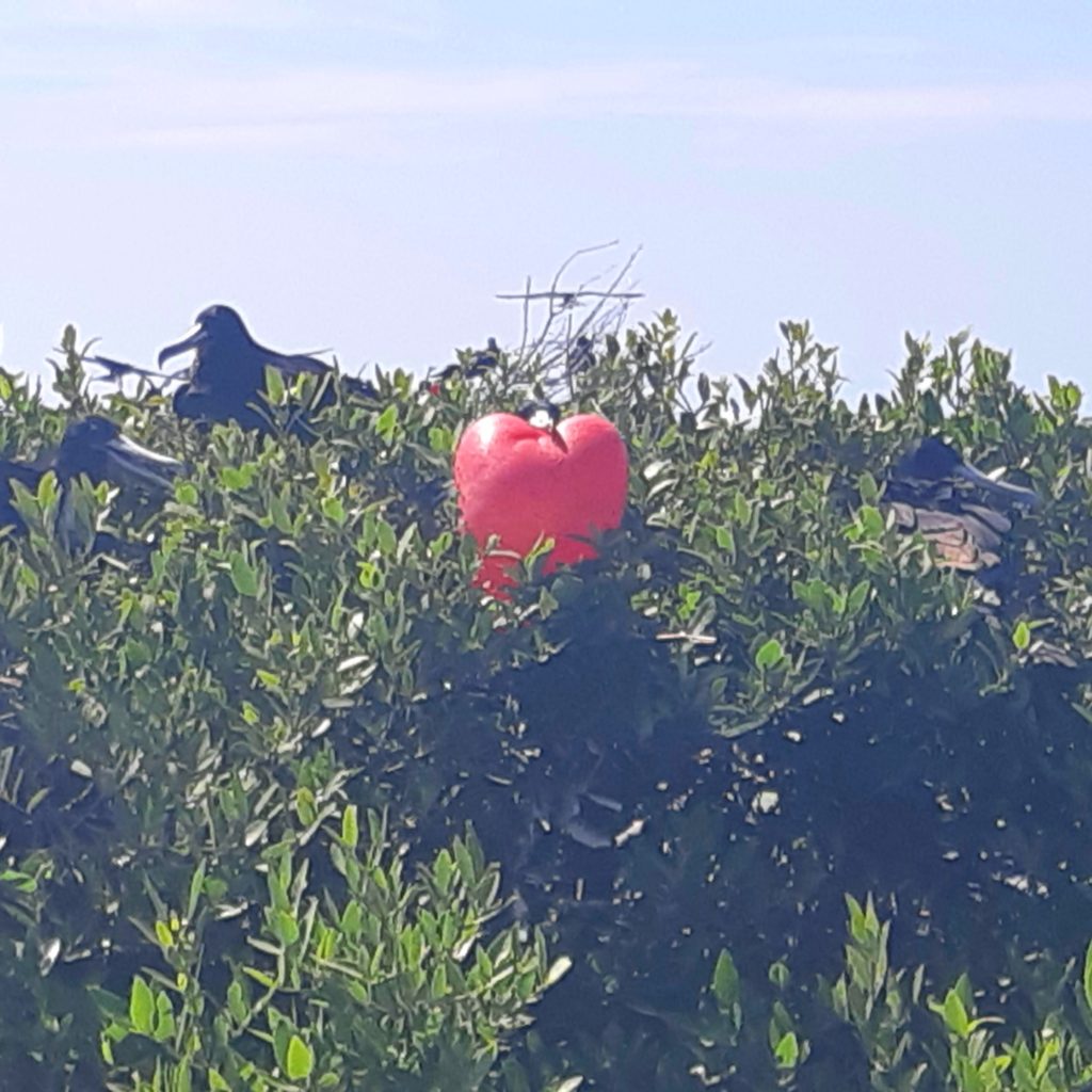 frigate bird