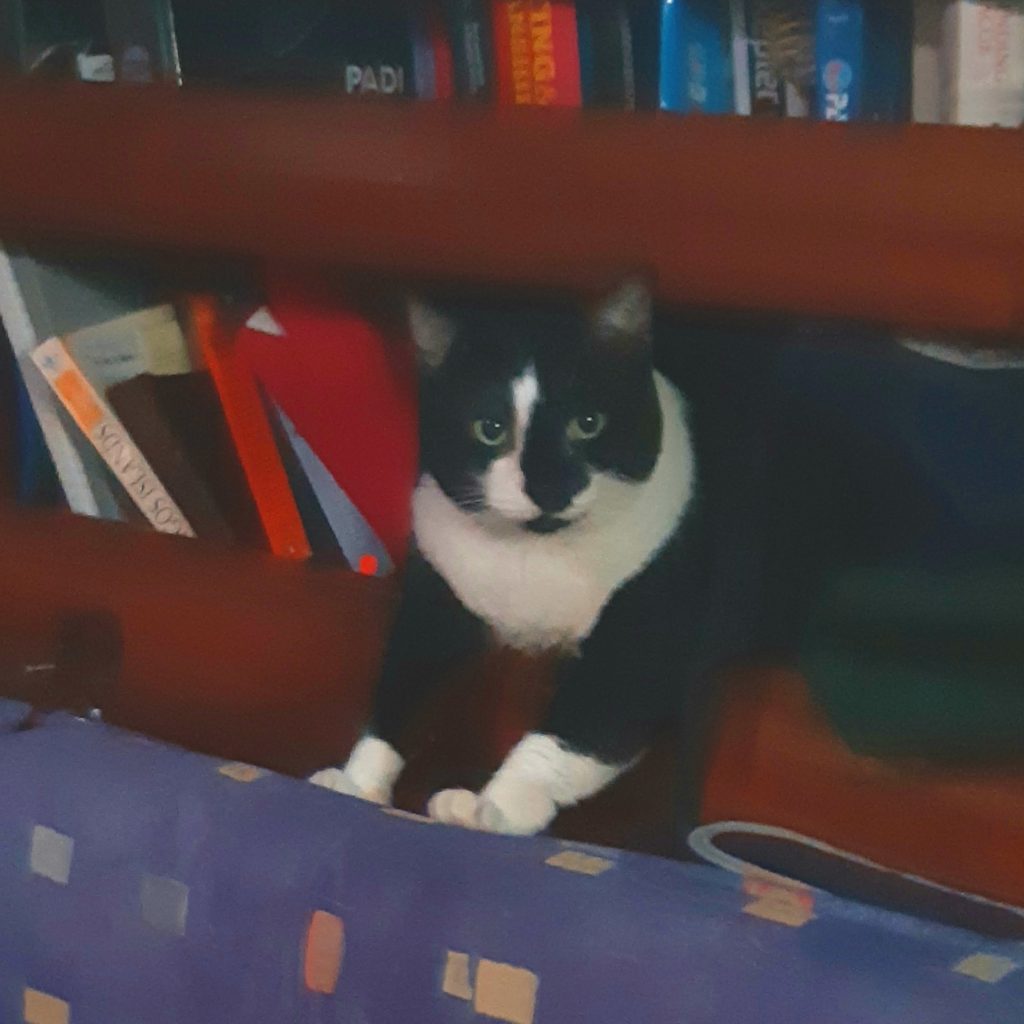 Where's Domino? In the bookshelf