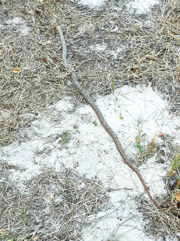 Antiguan racer snake