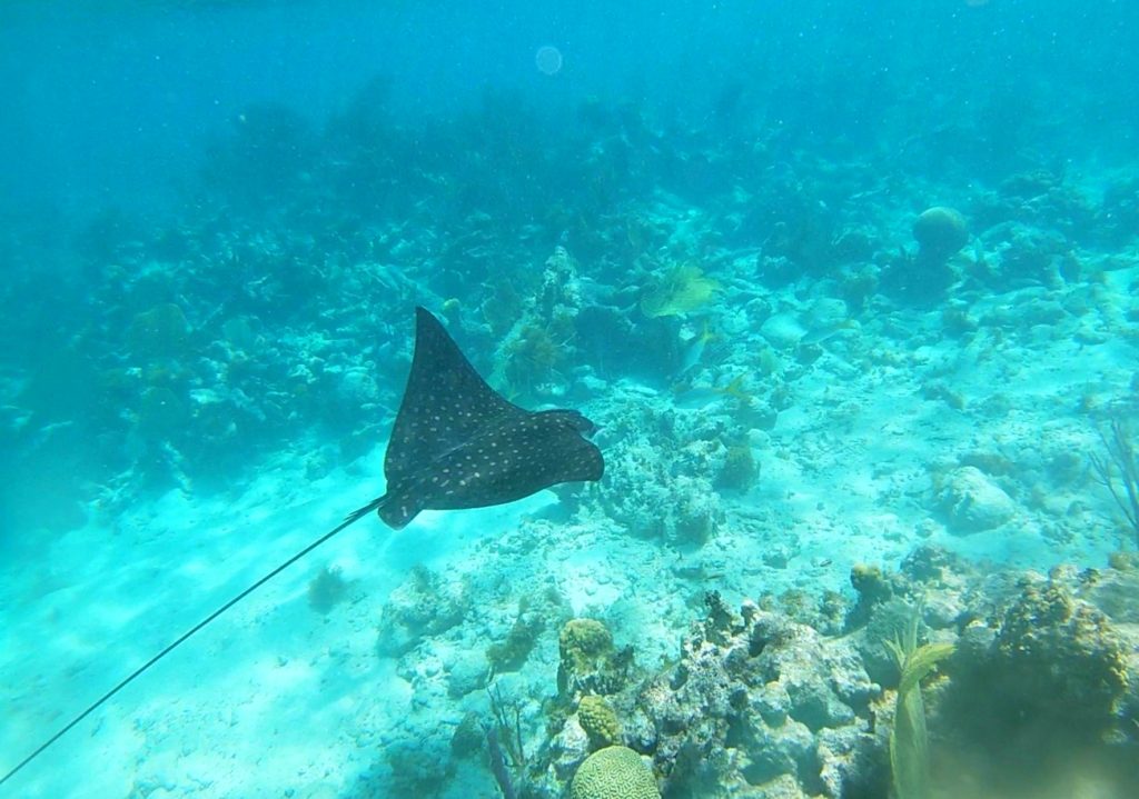 Spotted eagle ray