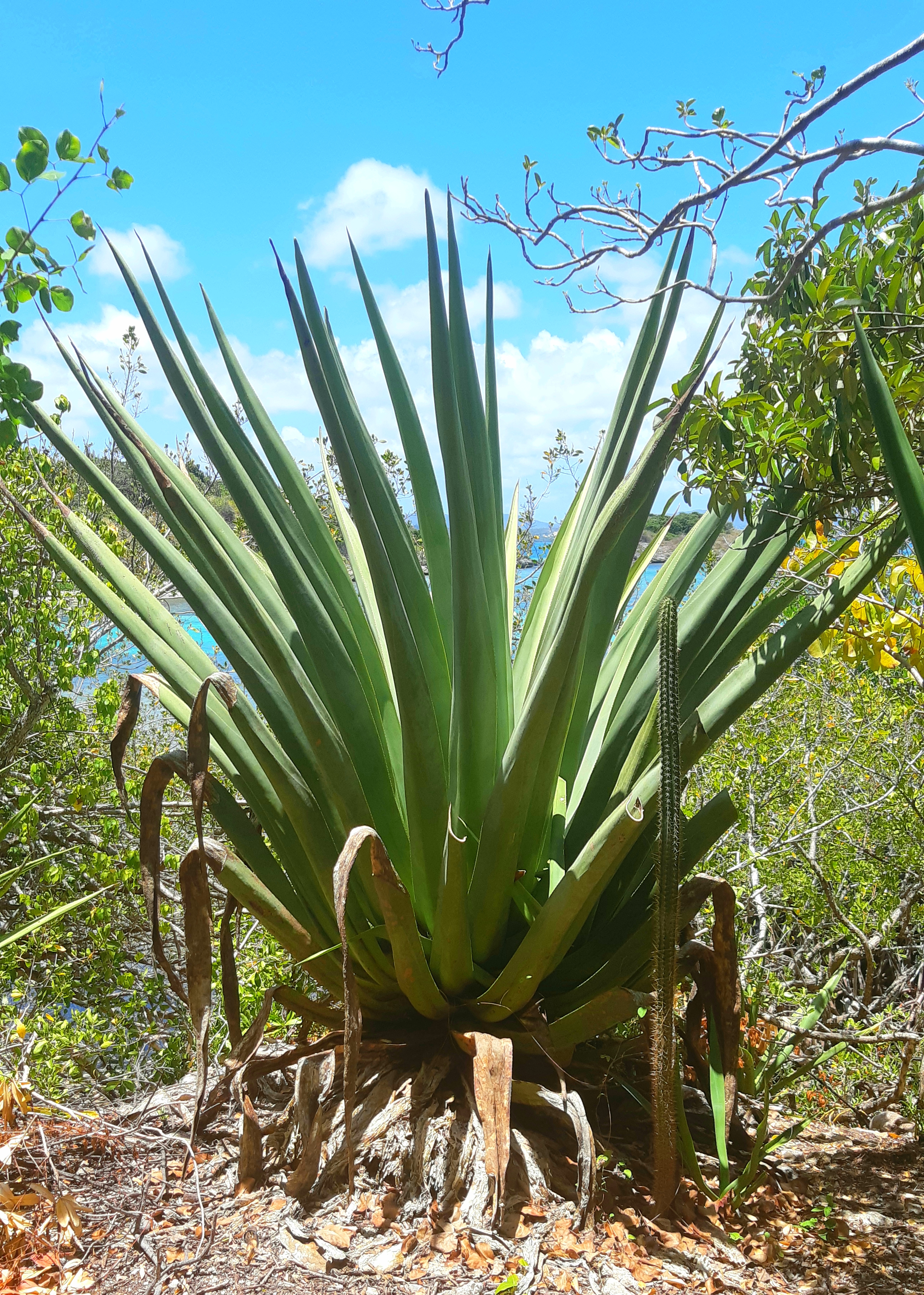 Aloe plant