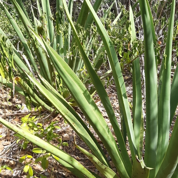 Aloe Vera plant