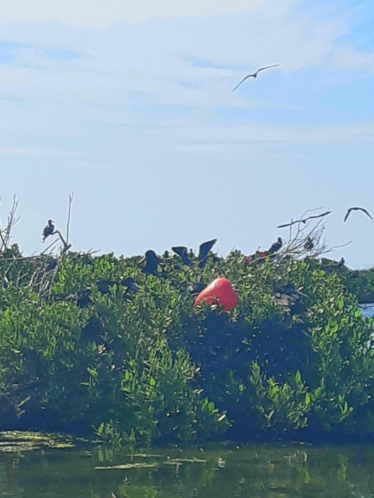 frigate bird