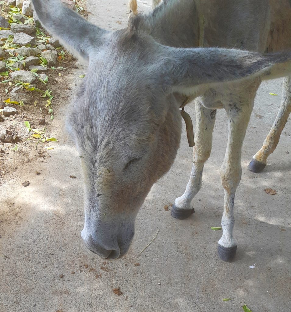 donkey Sanctuary Antigua