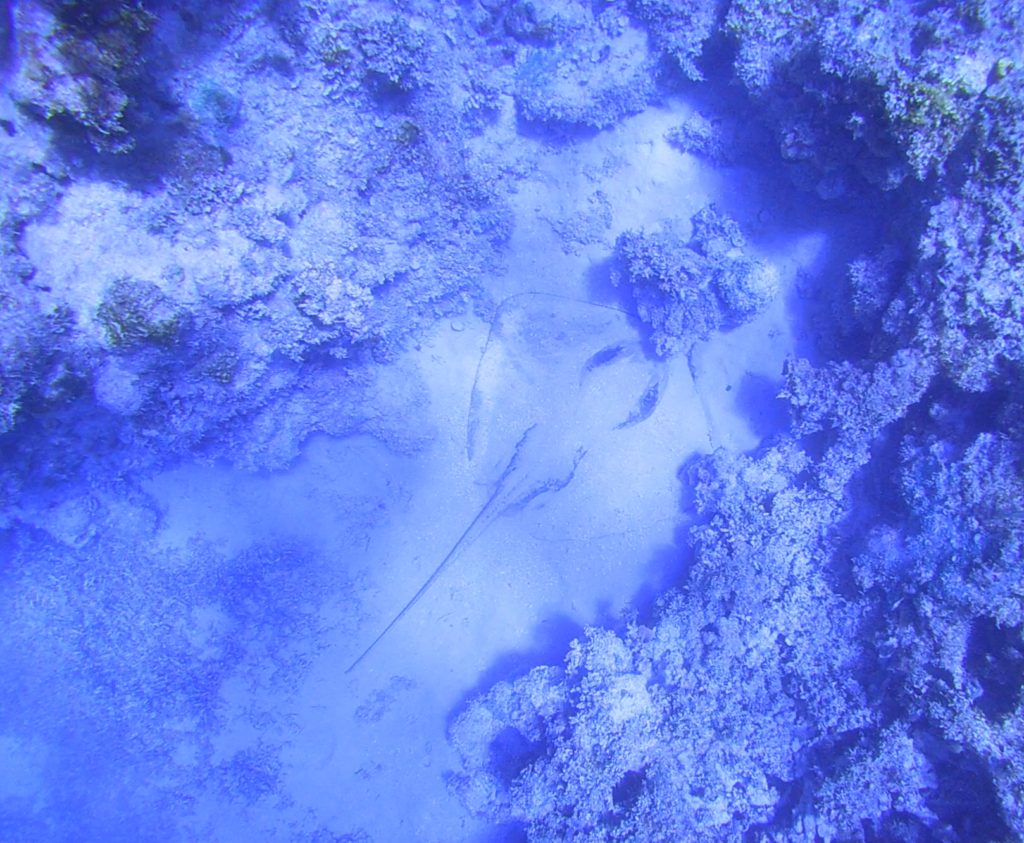 Antigua and Barbuda Favorites diving