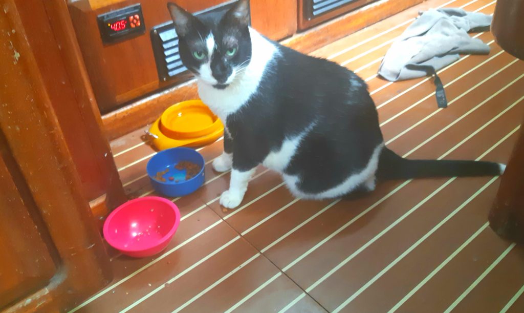 Feed me cat on a boat