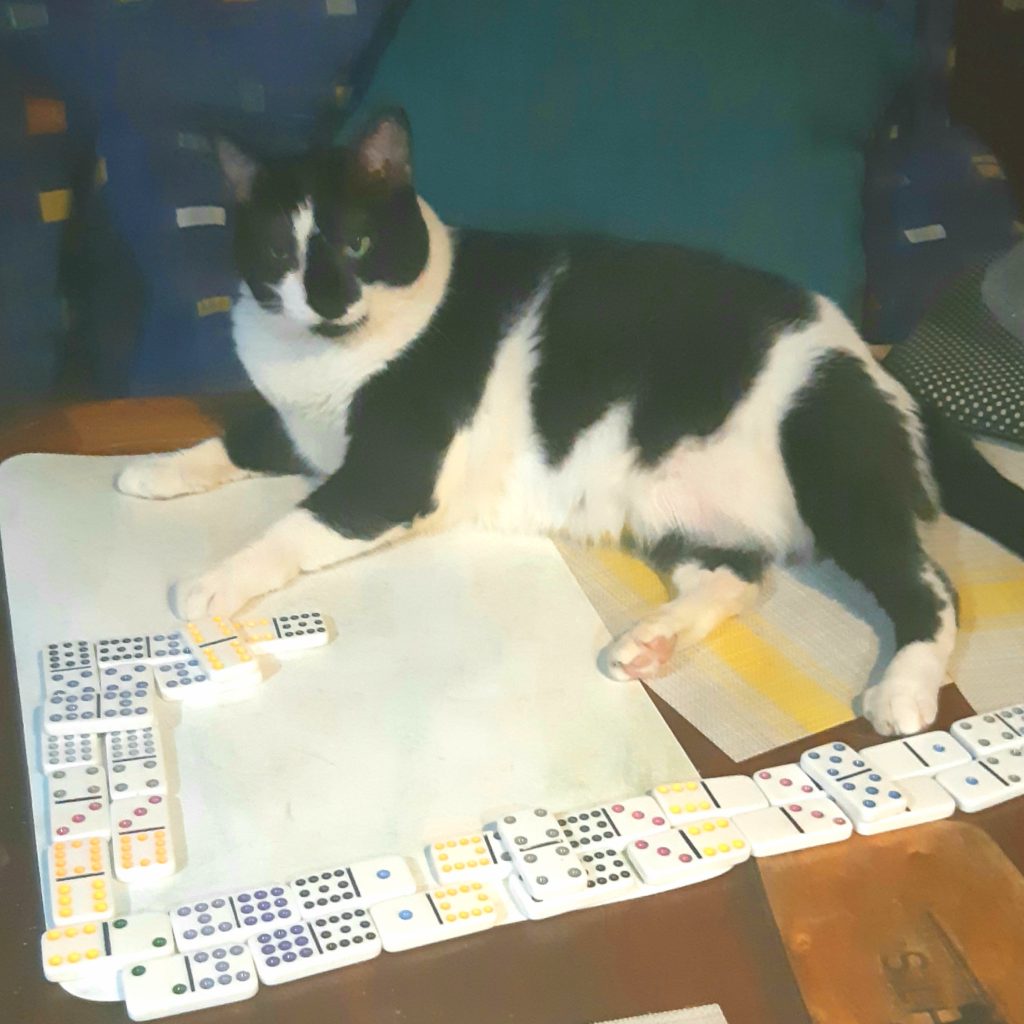 Cat lying on dominoes