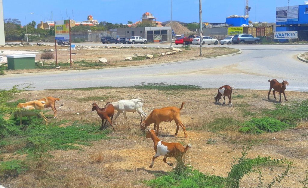 Goats in the road in Bonaire