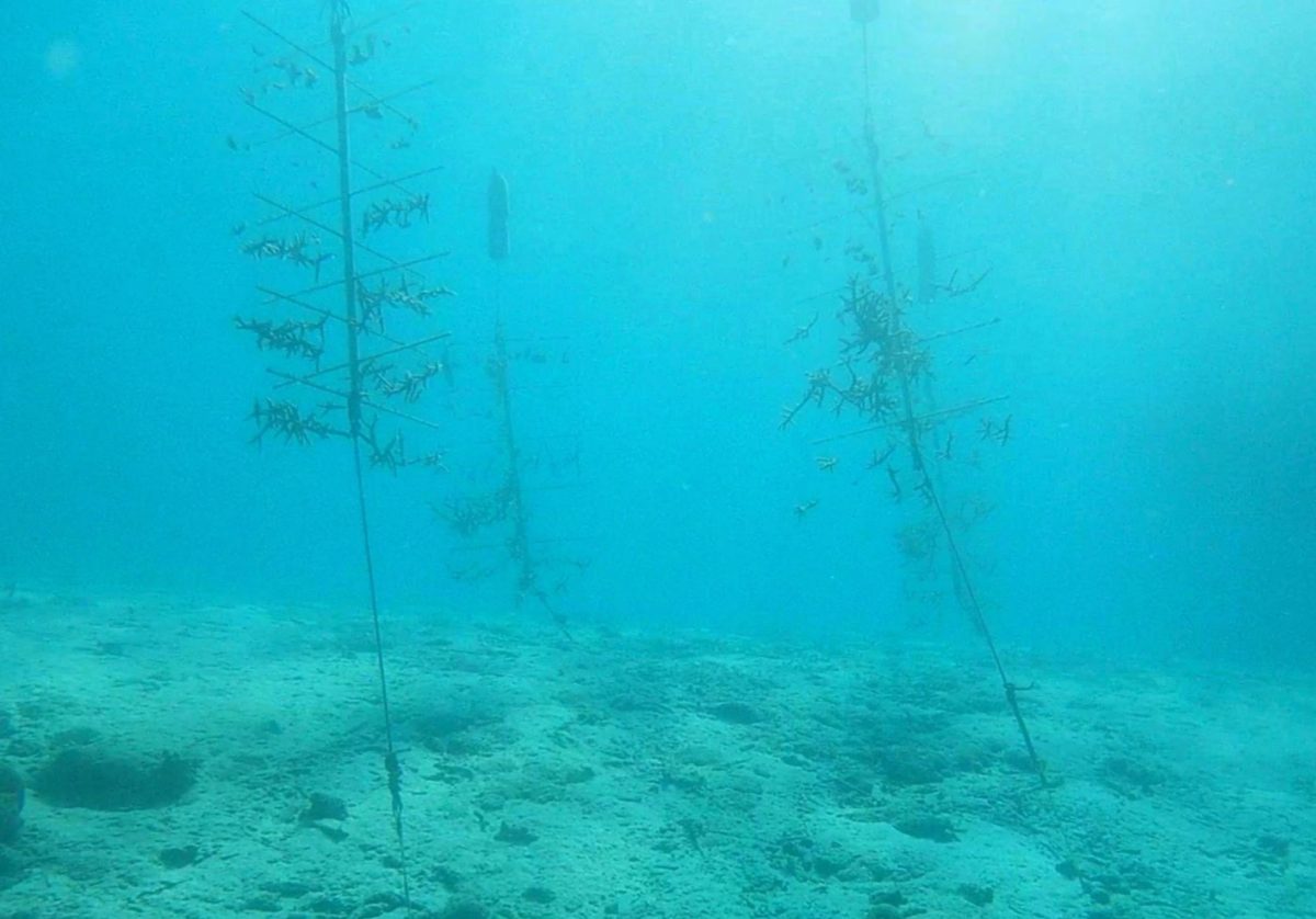 Coral Reef Renewal in Bonaire