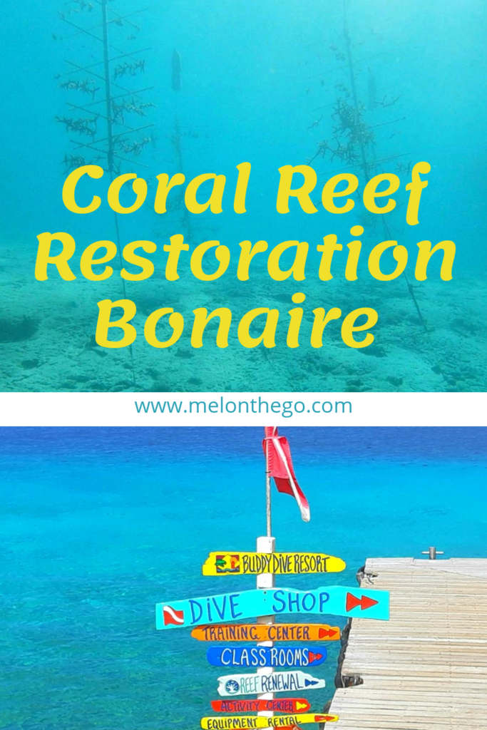 Pin Reef Restoration Bonaire