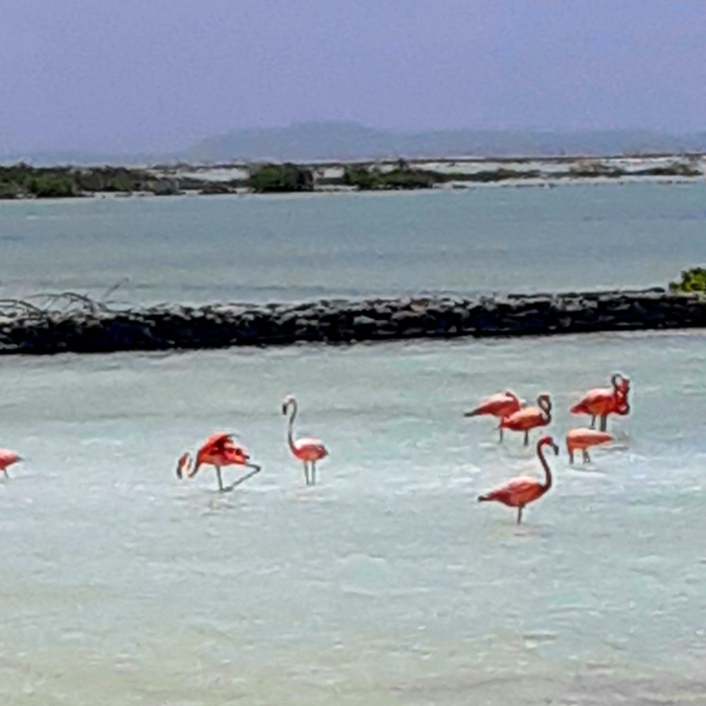 Flamingoes Bonaire