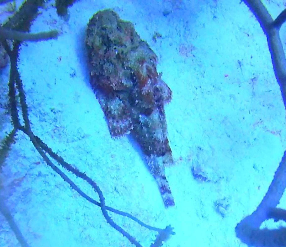 scorpion fish Bonaire diving