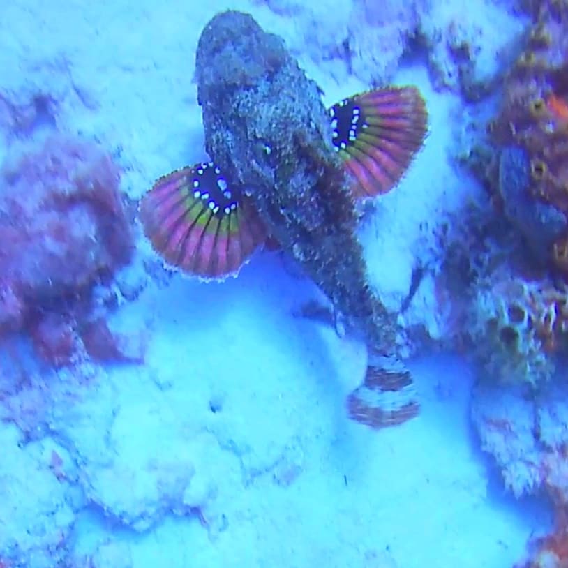 scuba diving in Bonaire frog fish