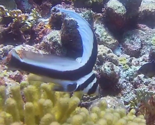 Drum fish in Bonaire