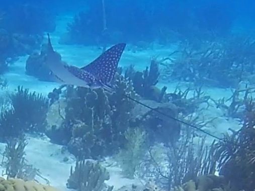 Spotted eagle ray Bonaire