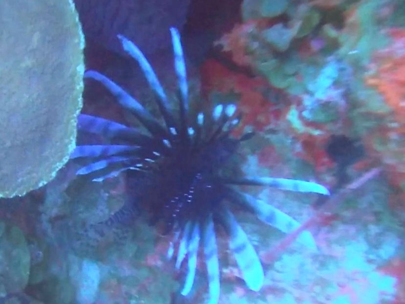 Lionfish scuba Bonaire