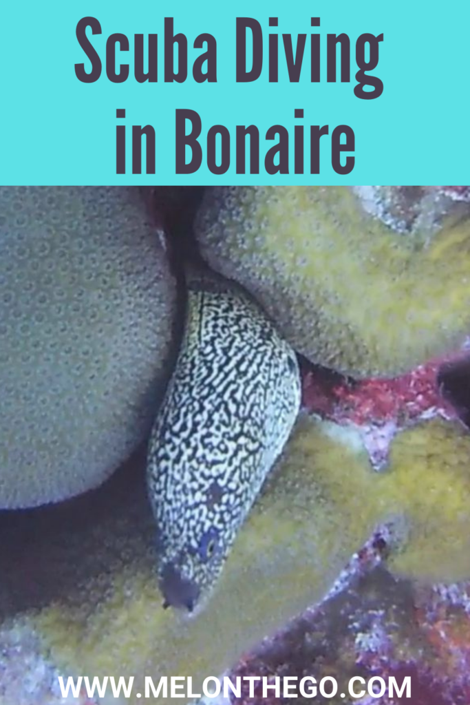 Scuba Diving In Bonaire pin