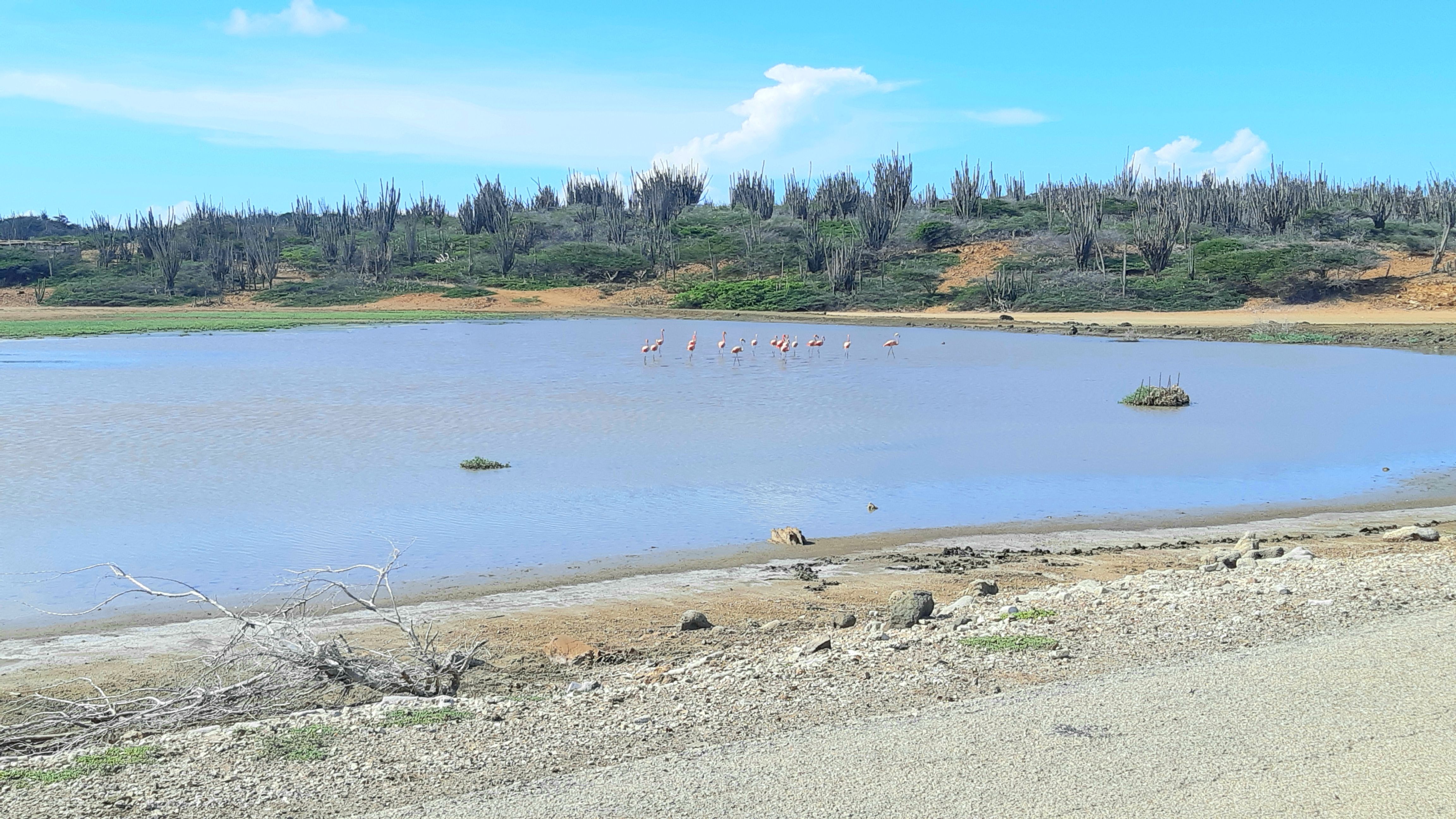 flamingoes in Bonaire