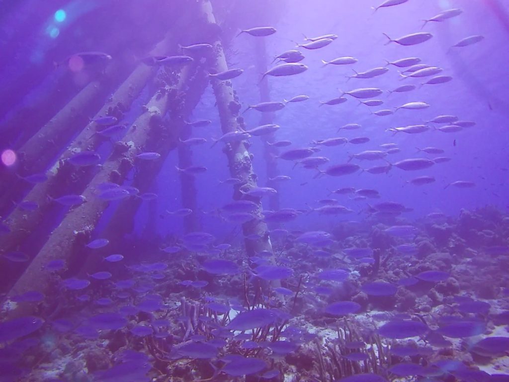 Salt Pier Bonaire