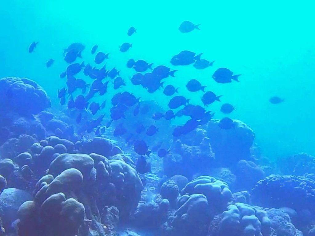 Bonaire is a divers paradise