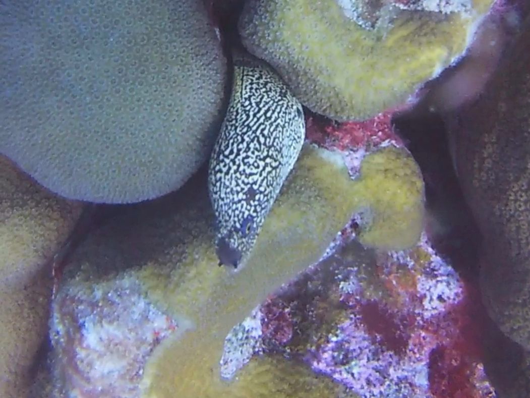 spotted eel Bonaire