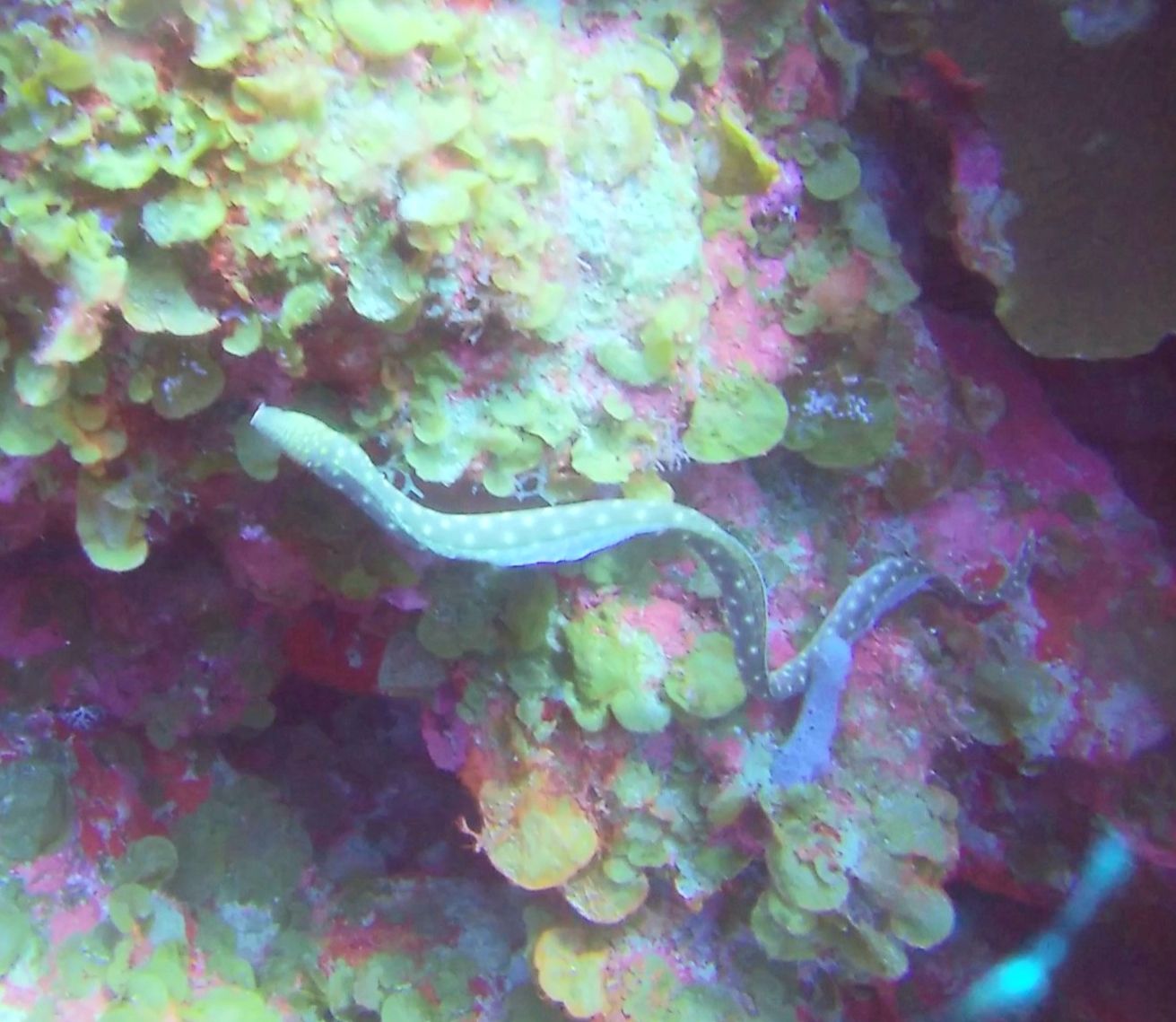 eel Bonaire