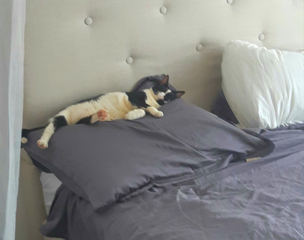 Domino our cat on the pillows in the airbnb