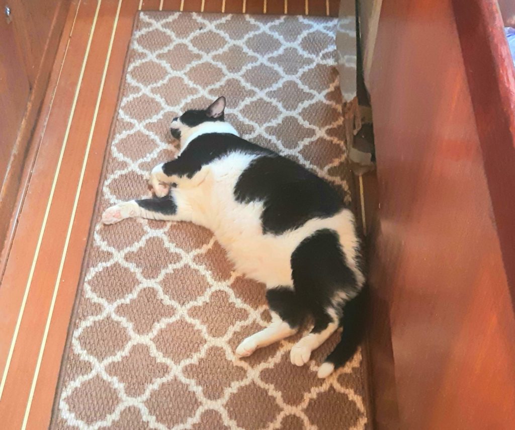 Domino our cat lying on the new rug in our boat