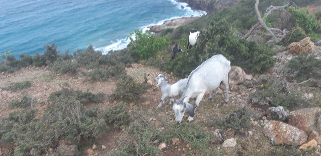 goats on a hike Antigua