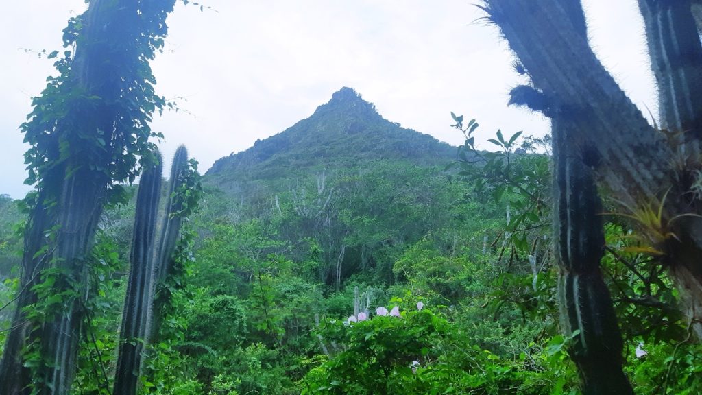 View of Mount Christoffel 