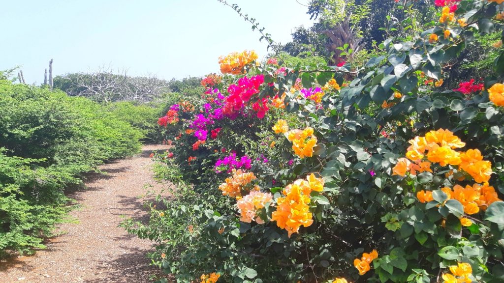 Flowers at Kura Hulanda Lodge