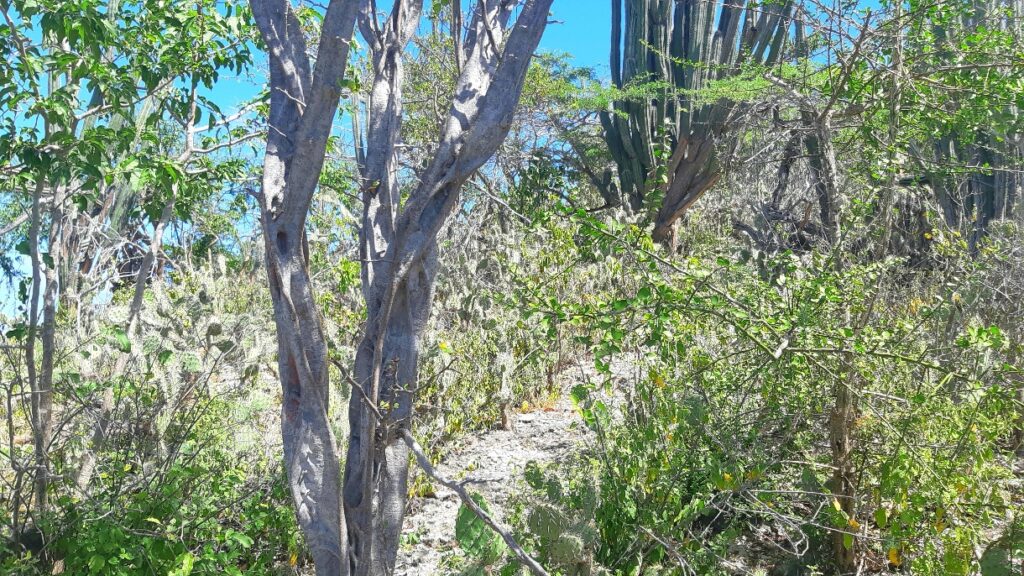 path hiking trail Salinas Curacao