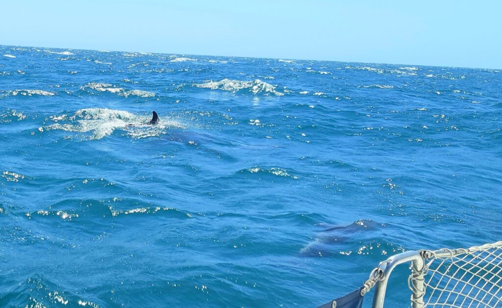 dolphins on the passage from Curacao to Colombia