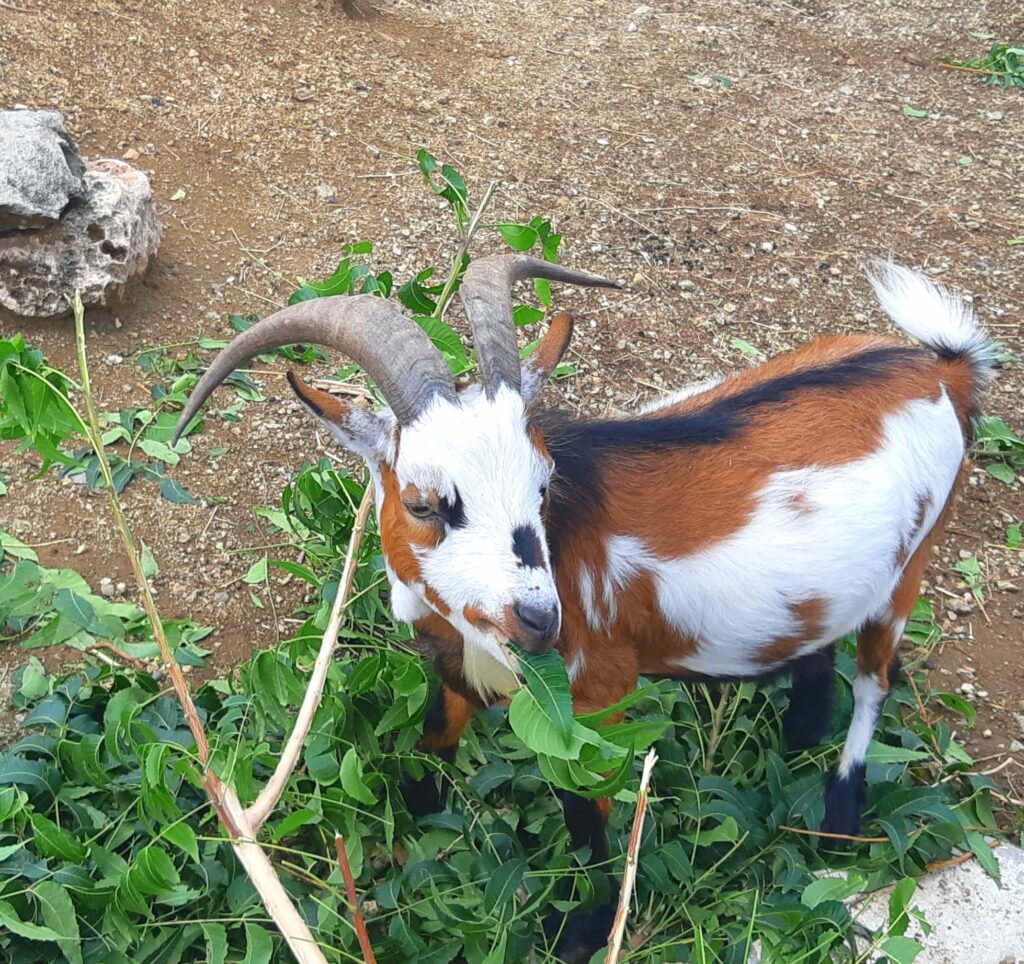 goat at Hofi Cas Cora