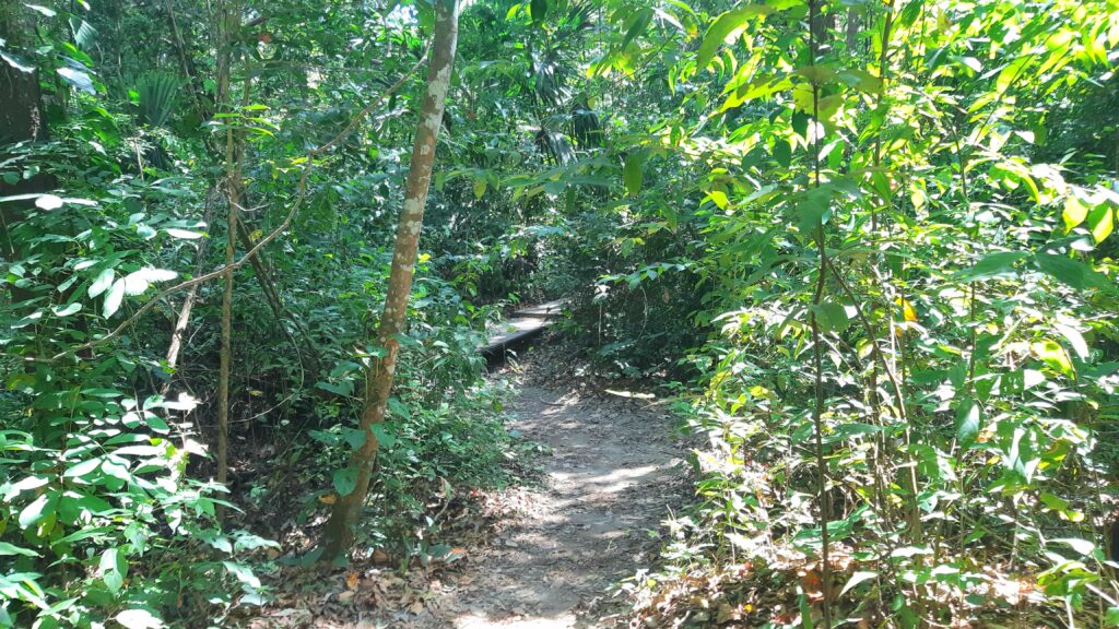 a day trip to Parque Tayrona hiking path