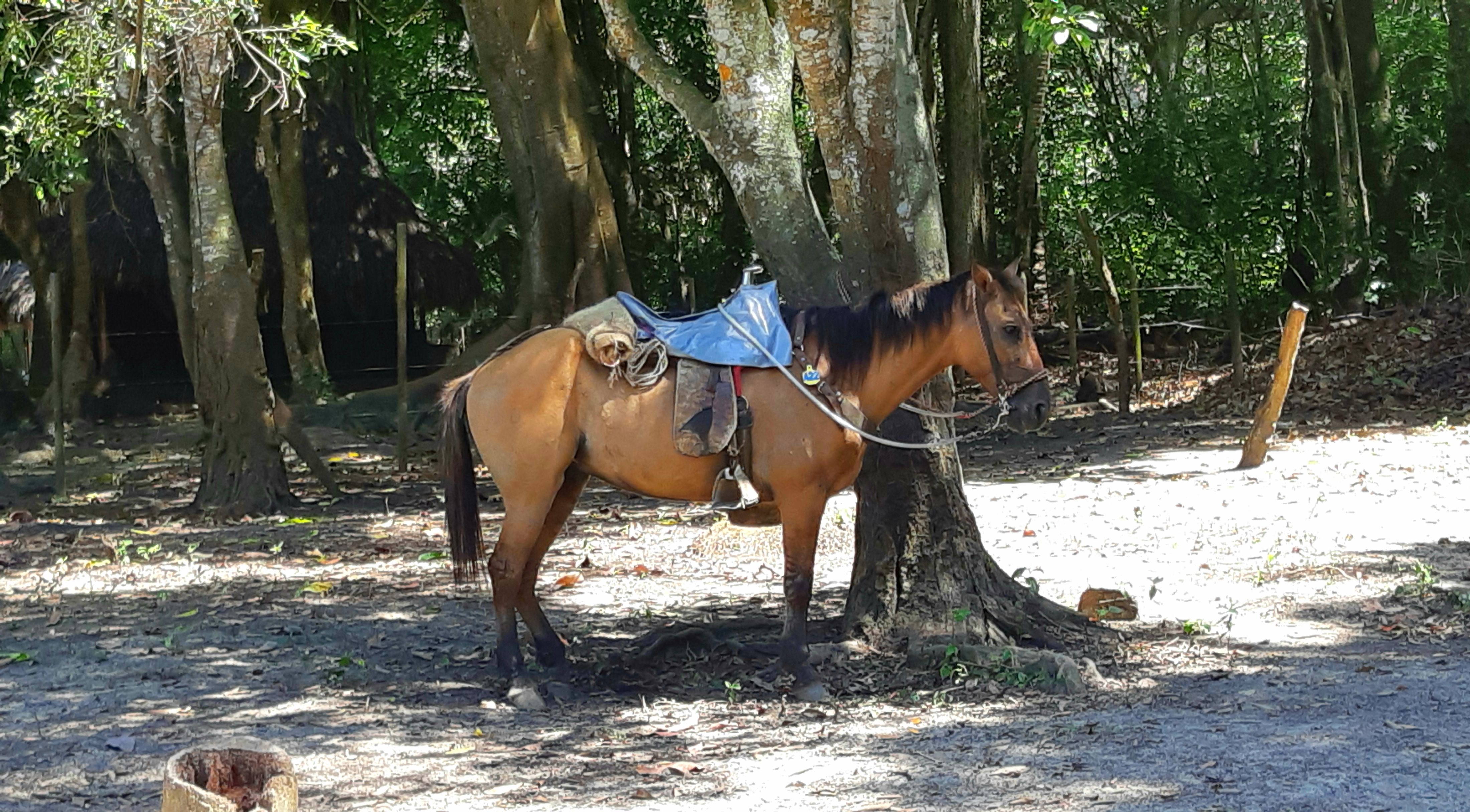 a day trip to Parque Tayrona could include a horse ride