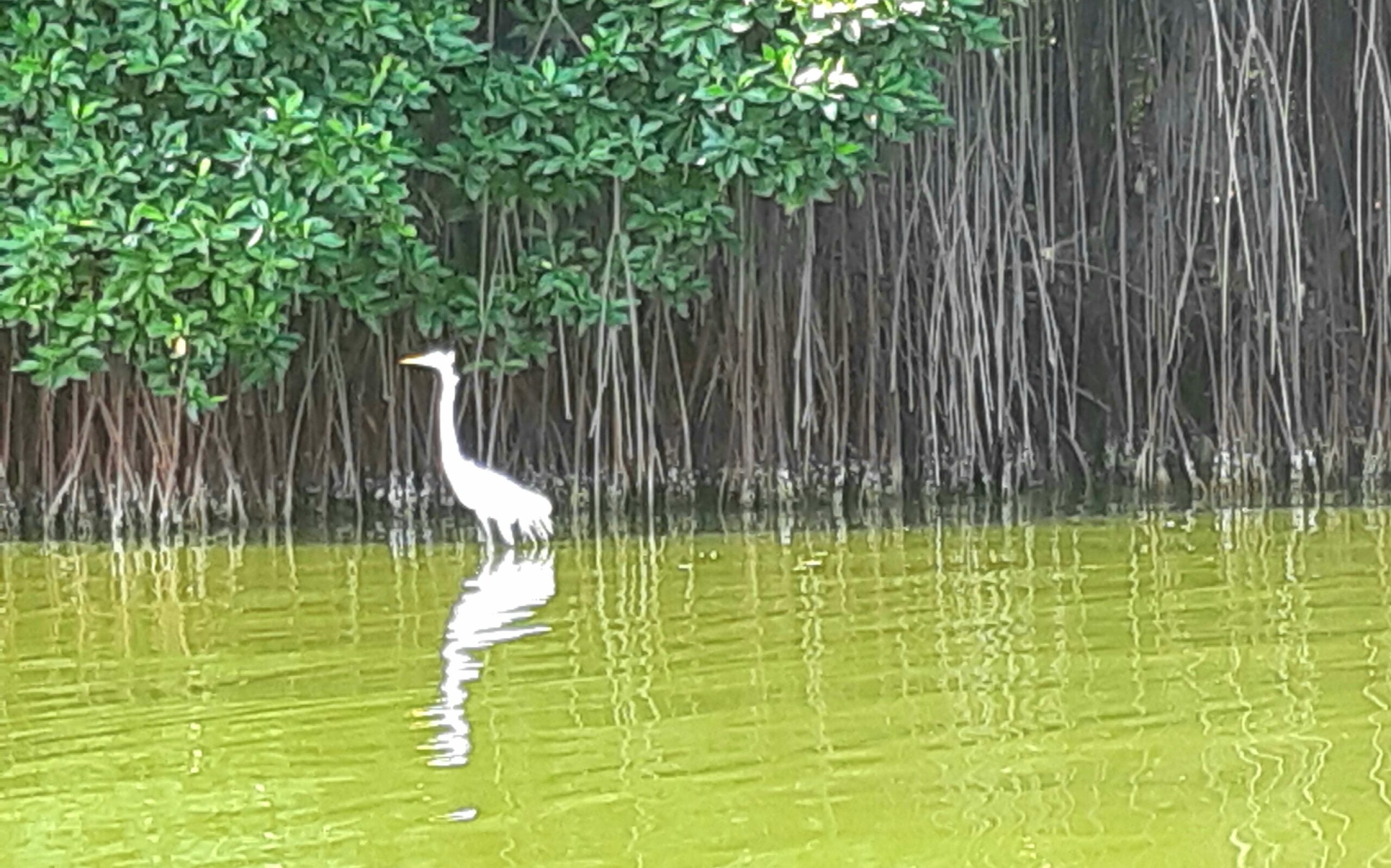 Bird on the water