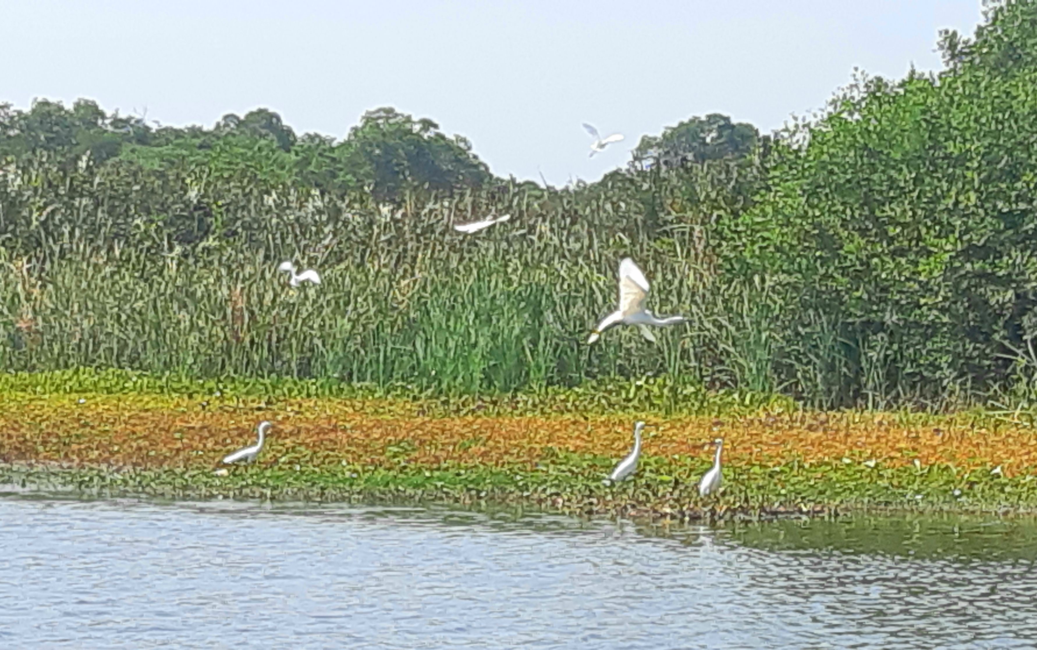 Birds flying Cienaga Grande Colombia